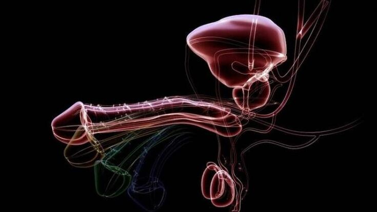 Zergatik agertzen da alta gizonak hunkituta daudenean eta normala da